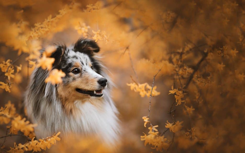Home - NJ Sheltie Rescue